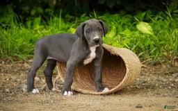 Great Dane dogs for sale: Lucy - Image 7
