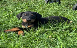 Doberman Pinscher dogs for sale: Linda - Image 5