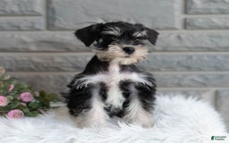 Miniature Schnauzer dogs for sale: Jojo - Image 5