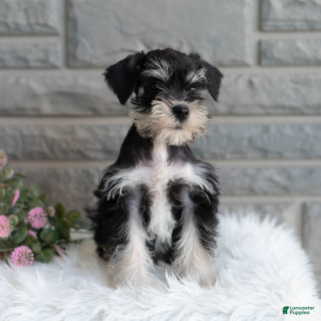 Miniature Schnauzer dogs for sale: Jojo - Image 5