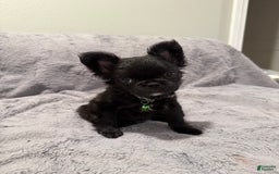 French Bulldog dogs for sale: Bella - Image 1