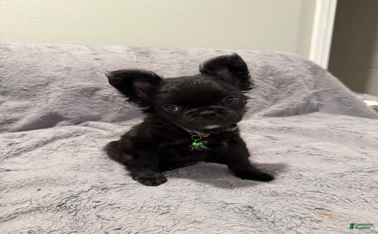 French Bulldog dogs for sale - Ad 1