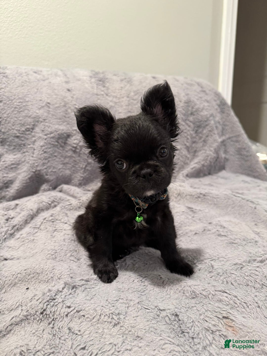French Bulldog dogs for sale: Bella - Image 1