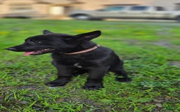 Dutch Shepherd dogs for sale: Puppy - Image 1