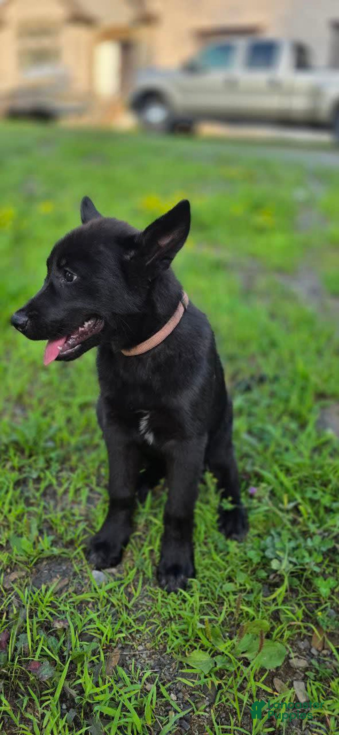 Dutch Shepherd dogs for sale: Puppy - Image 1