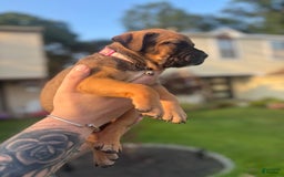 American Pit Bull Terrier dogs for sale: Pink - Image 4