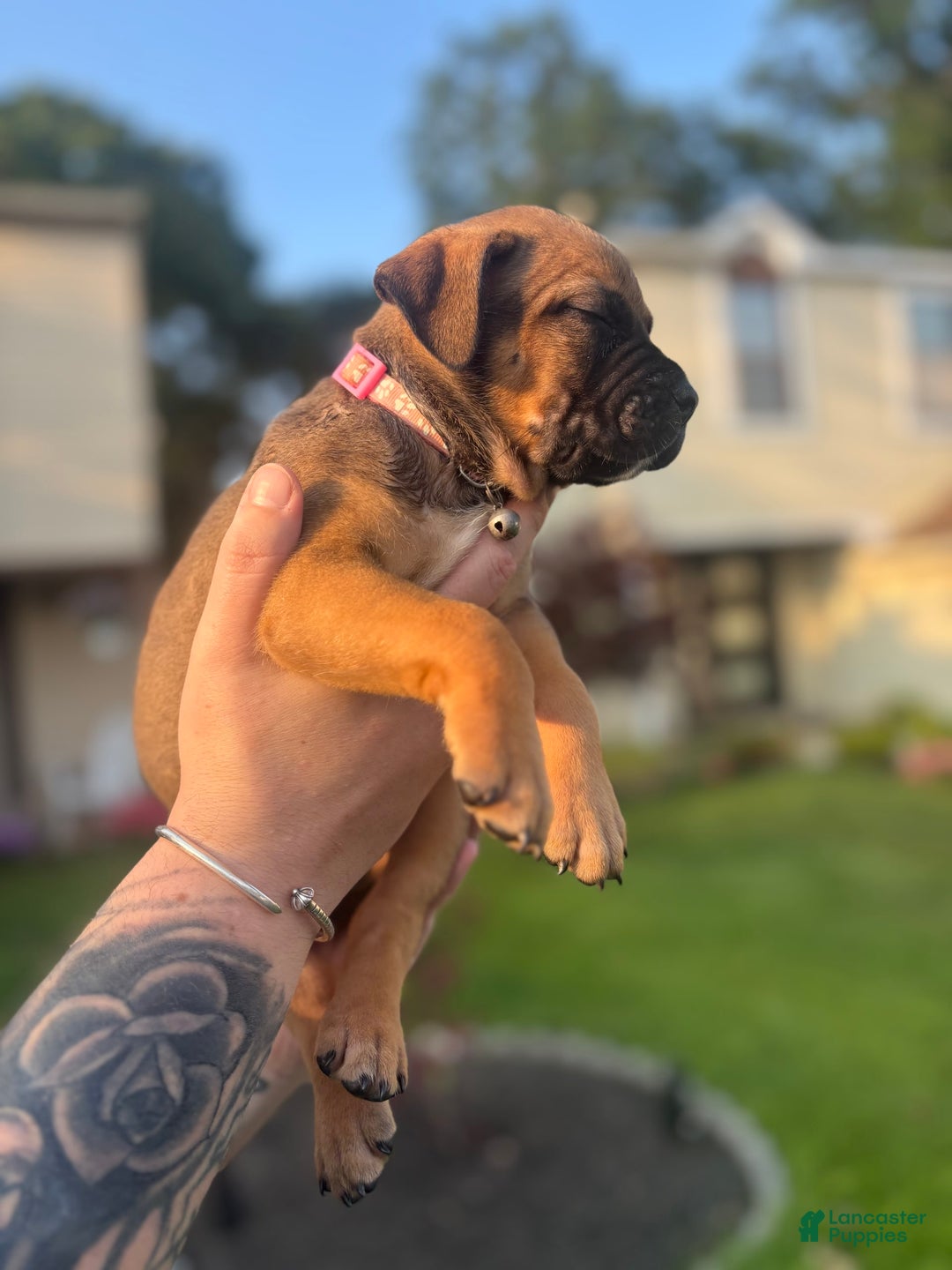 American Pit Bull Terrier dogs for sale: Pink - Image 4