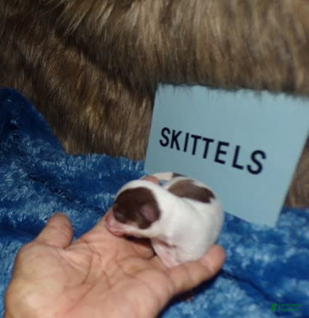 Chihuahua dogs for sale: Teacup Skittles - Image 3