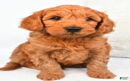 Mini Goldendoodle dogs for sale: Teddy - Image 3