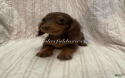 Dachshund dogs for sale: Tiny Girl Cecelia - Image 10