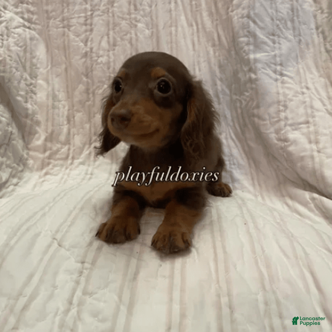 Dachshund dogs for sale: Tiny Girl Cecelia - Image 10