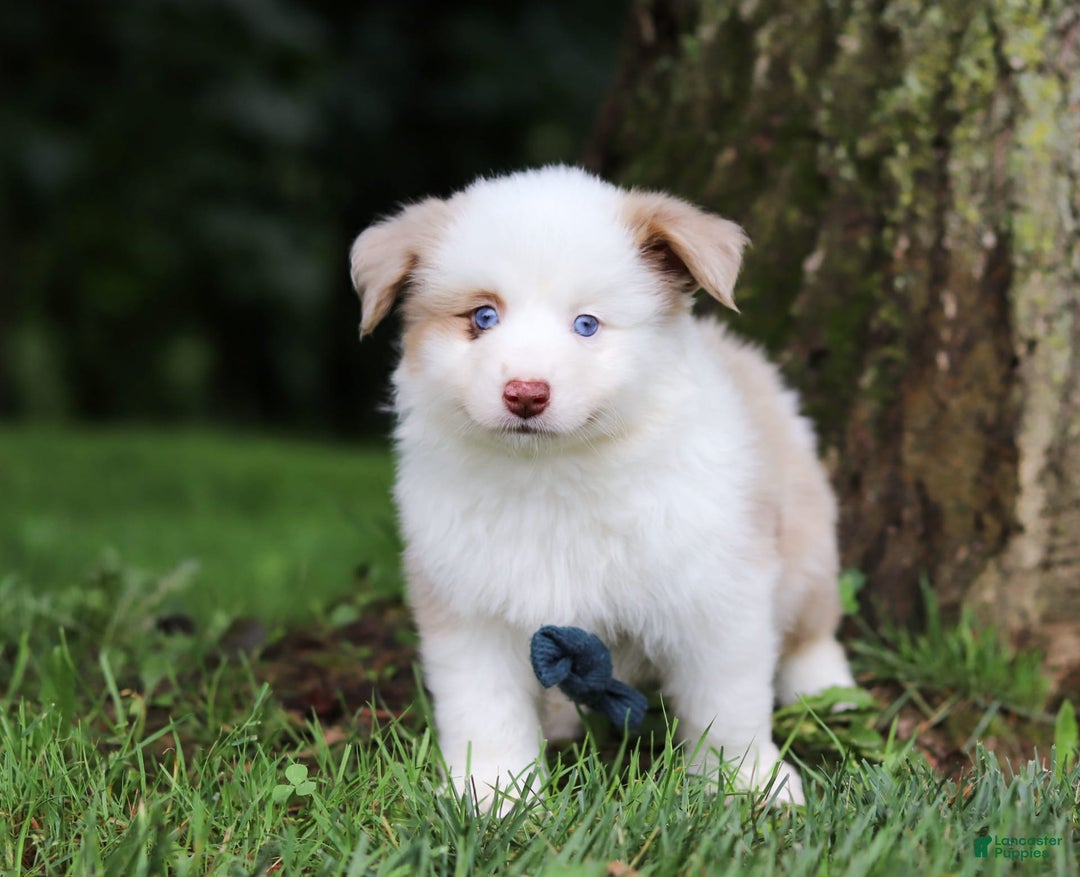 Miniature Australian Shepherd dogs for sale: Frisky - Image 2