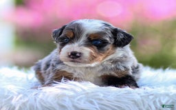 Mini Bernedoodle dogs for sale: Merrick - Image 7