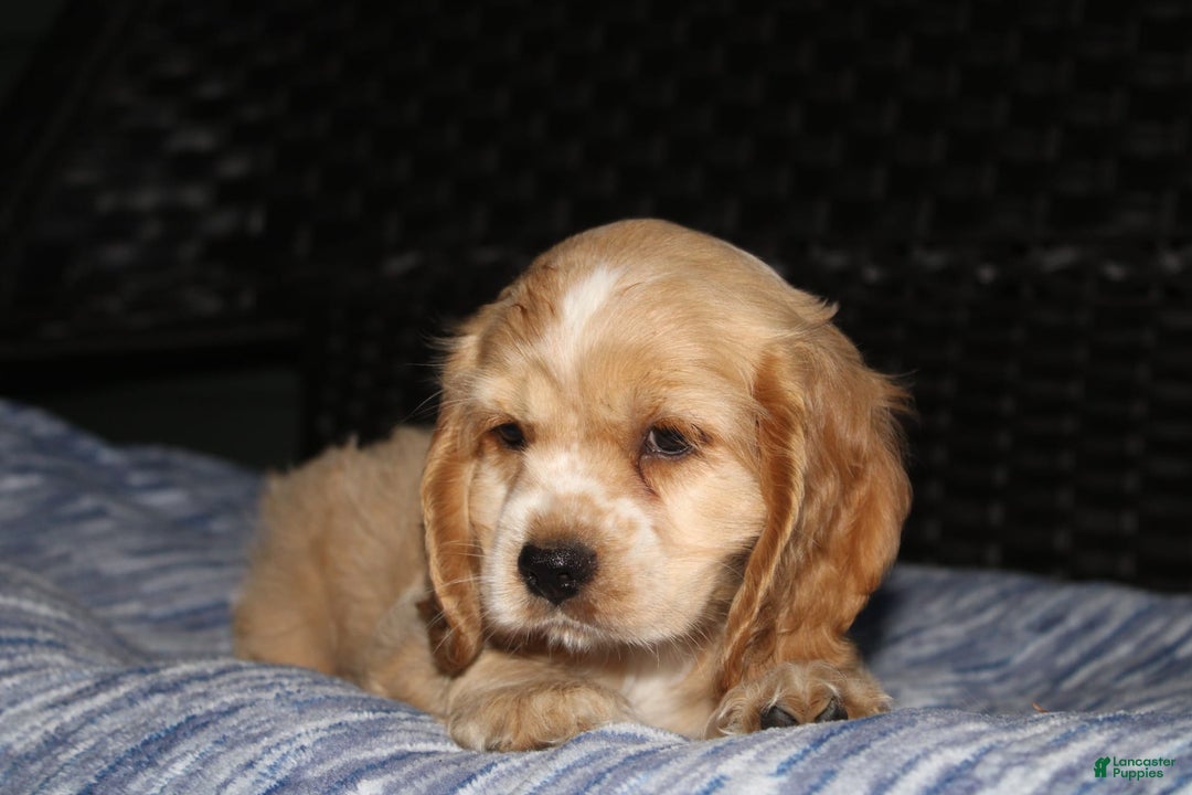 Cocker Spaniel dogs for sale: Tinka - Image 3