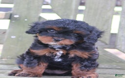 Cavapoo dogs for sale: Skye - Image 2