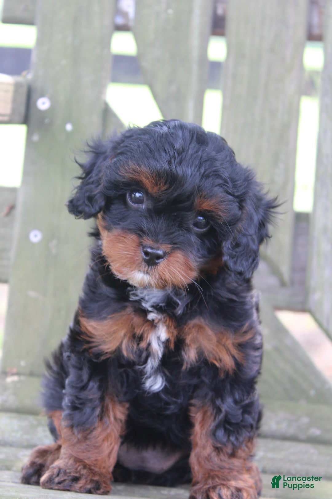 Cavapoo dogs for sale: Skye - Image 2