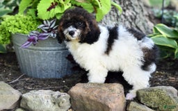 Miniature Poodle dogs for sale: Austin - Image 2