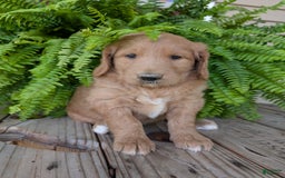Goldendoodle dogs for sale: Bella - Image 10