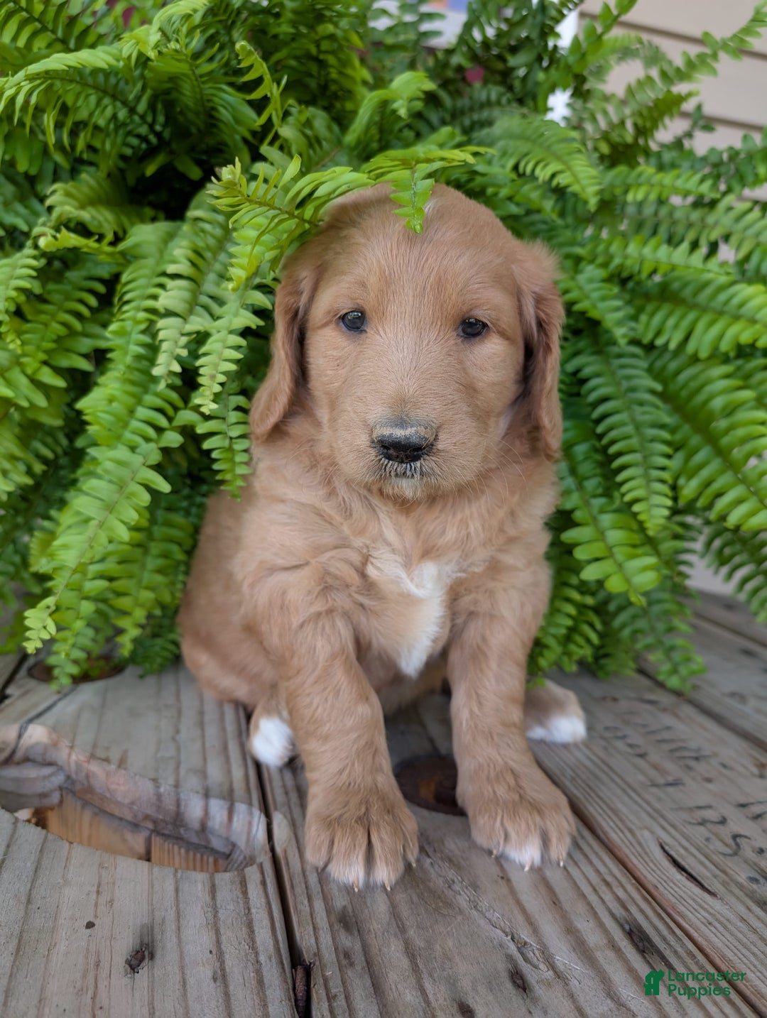 Goldendoodle dogs for sale: Bella - Image 10
