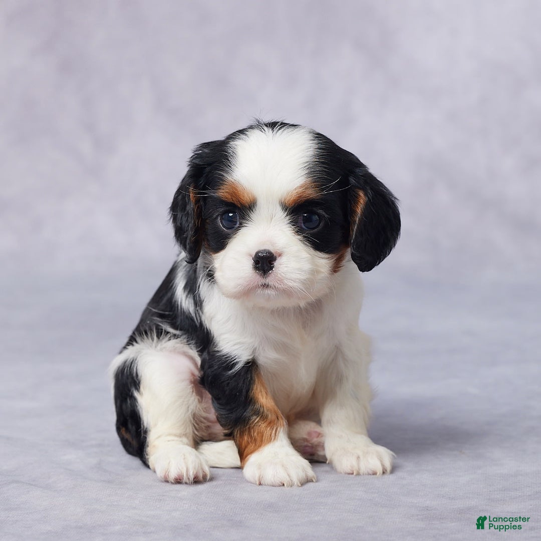 Cavalier King Charles Spaniel dogs for sale: Bella - Image 4