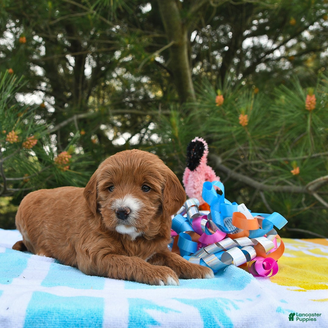 Mini Goldendoodle dogs for sale: Dixie - Image 19