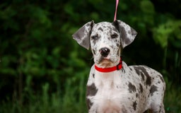 Great Dane dogs for sale: Jamaica - Image 2