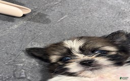 Shih Tzu dogs for sale: Shih Tzu Pups - Image 2