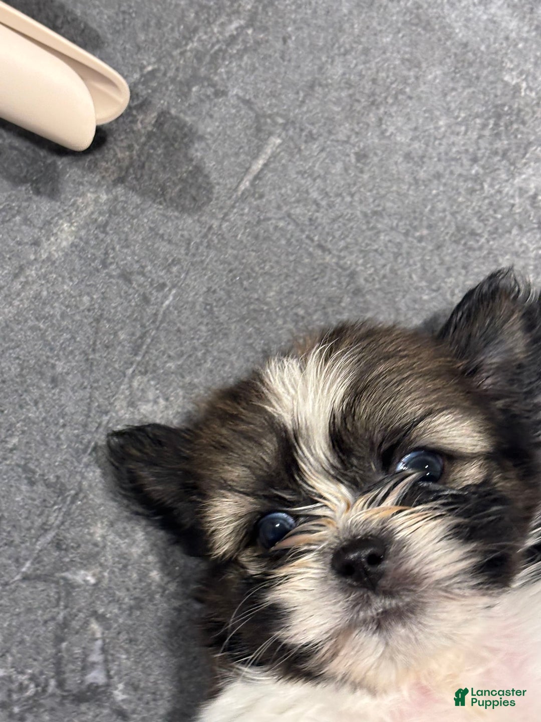 Shih Tzu dogs for sale: Shih Tzu Pups - Image 2