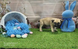 Catahoula Leopard Dog dogs for sale: Goldie 2025 M2 - Image 24