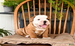 Olde English Bulldogge dogs for sale: Elsa - Image 5