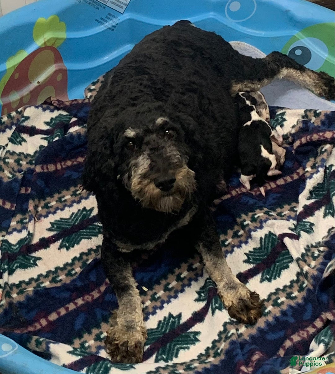 Miniature Poodle dogs for sale: Tessa - Image 12