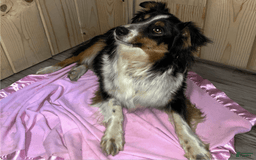 Miniature Australian Shepherd dogs for sale: Eisenhower - Image 25