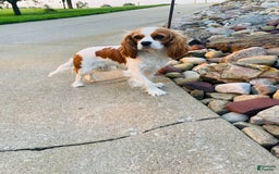Cavapoo dogs for sale: Daisy - Image 11