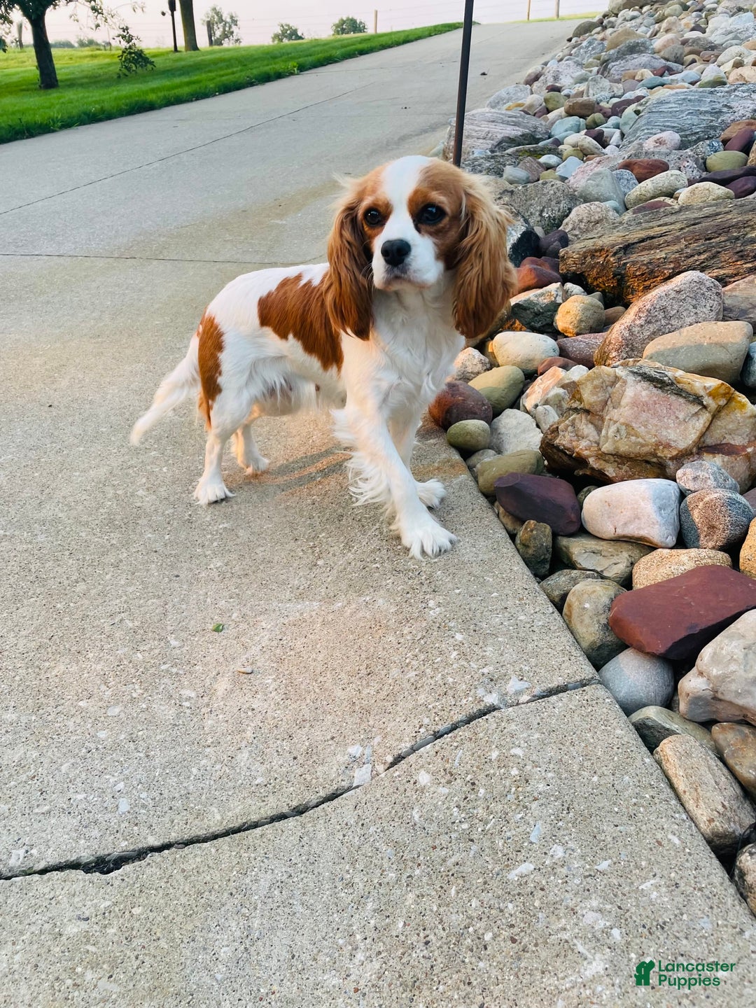 Cavapoo dogs for sale: Daisy - Image 11