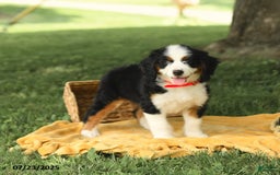 Bernedoodle dogs for sale: Ginger - Image 9