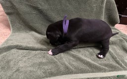 Great Dane dogs for sale: Purple Girl - Image 4