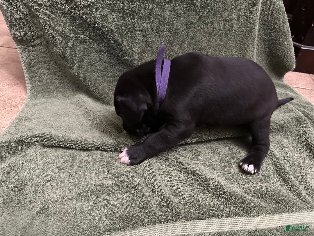 Great Dane dogs for sale: Purple Girl - Image 4