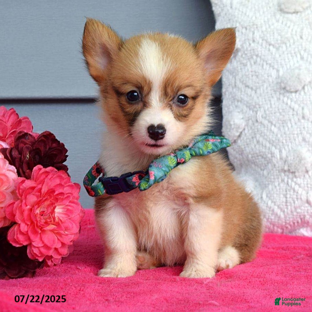 Welsh Corgi Pembroke dogs for sale: Zania - Image 1