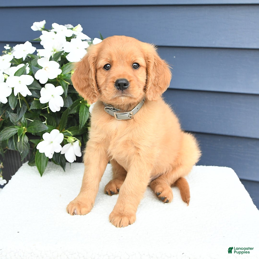 Miniature Golden Retriever dogs for sale: Kevin - Image 2
