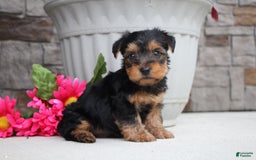 Yorkshire Terrier dogs for sale: Austin - Image 4