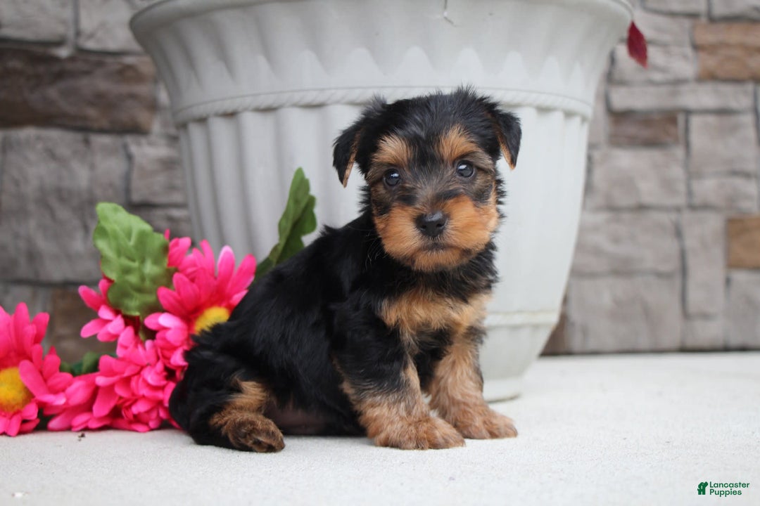 Yorkshire Terrier dogs for sale: Austin - Image 4