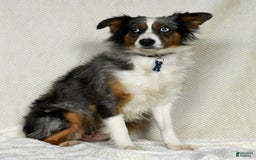 Miniature Australian Shepherd dogs for sale: Amelia - Image 11