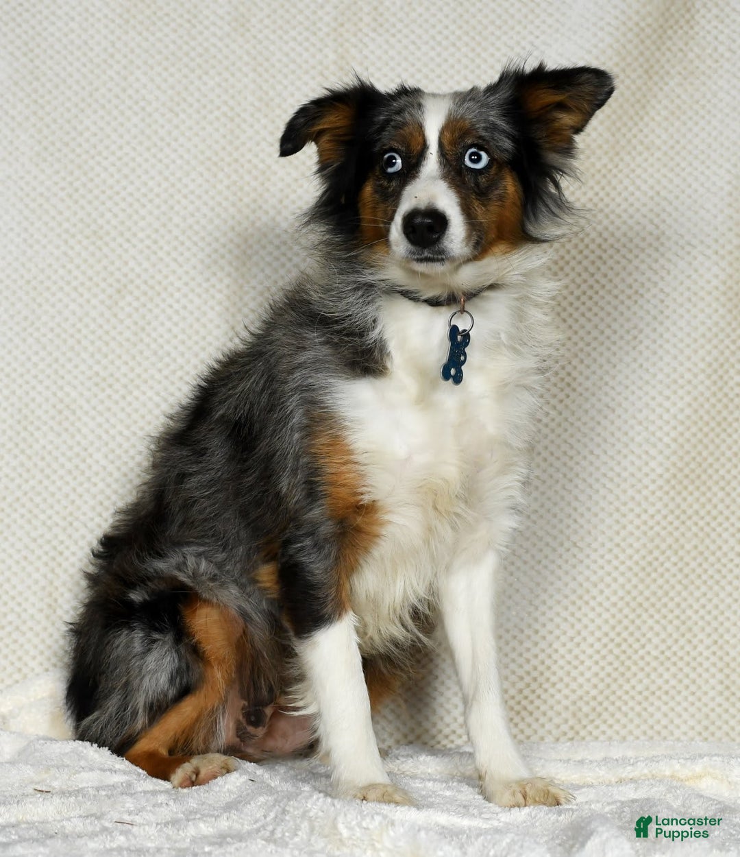 Miniature Australian Shepherd dogs for sale: Amelia - Image 11