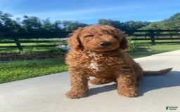Mini Goldendoodle dogs for sale: Deacon - Image 2
