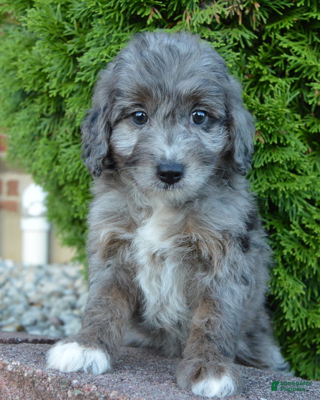 Mini Aussiedoodle dogs for sale: Mini Ava - Image 6