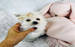 Pomeranian dogs for sale: Princess - Image 4