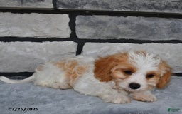 Cavapoo dogs for sale: Cassie - Image 2