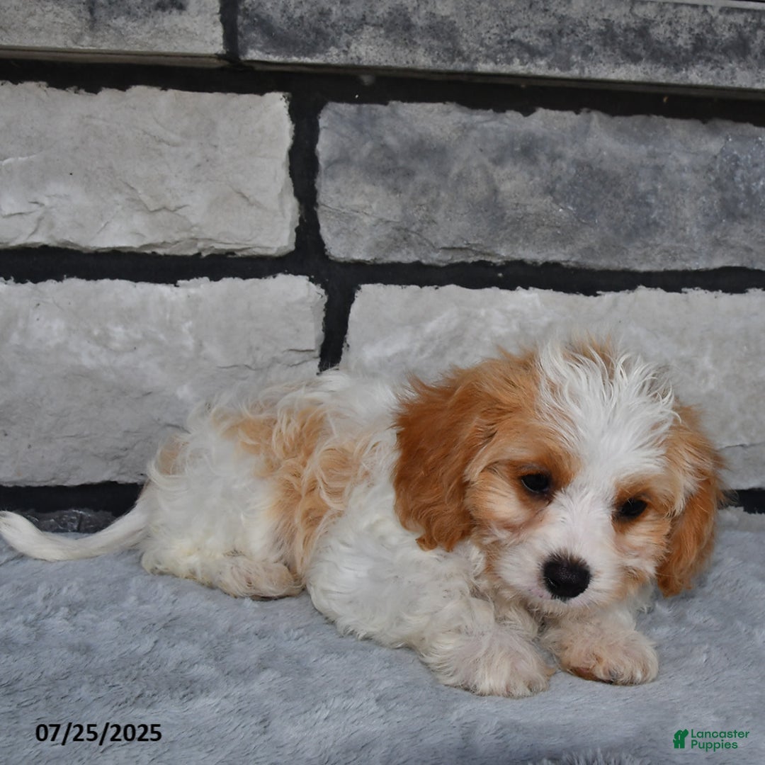 Cavapoo dogs for sale: Cassie - Image 2