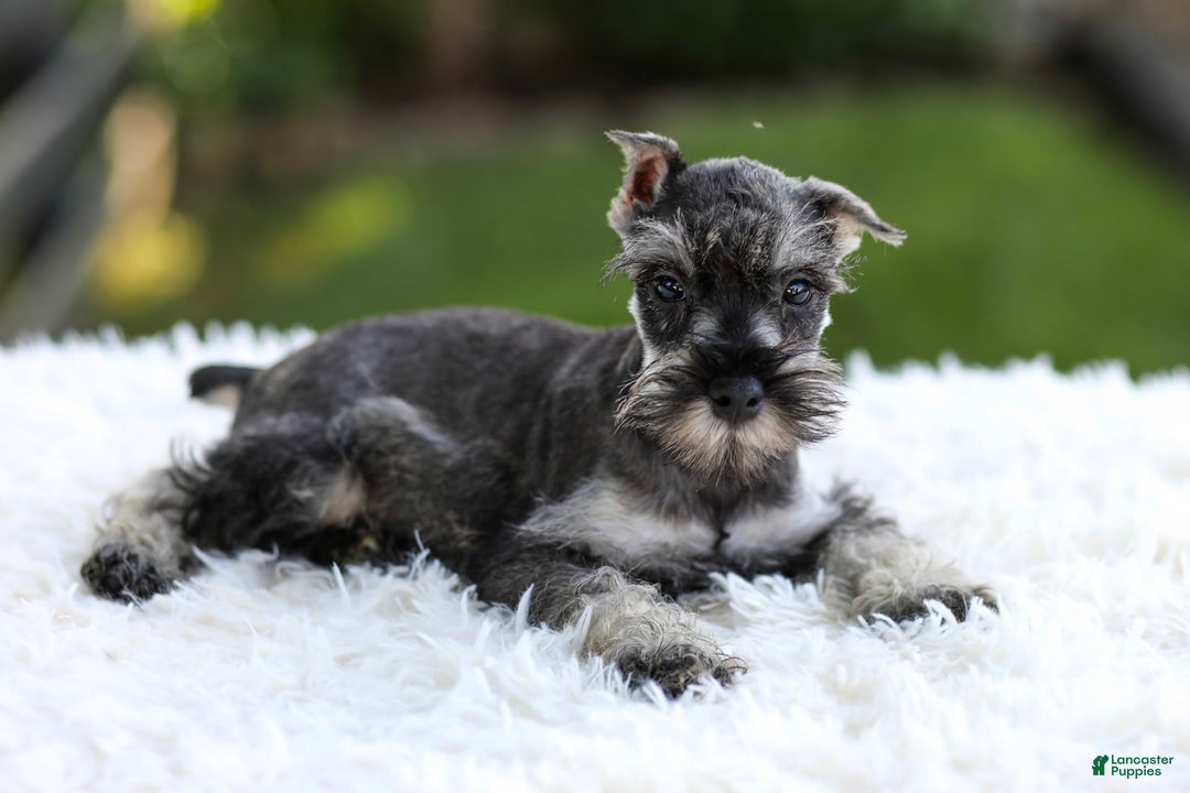 Miniature Schnauzer dogs for sale: Asher - Image 2