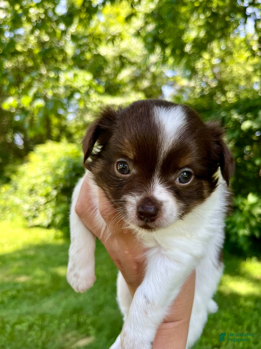 Chihuahua dogs for sale: Tat - Image 13